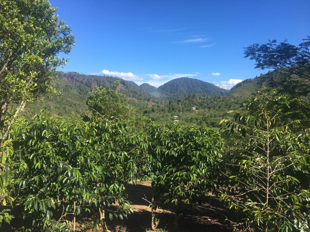 Sumatra - Gayo Highlands