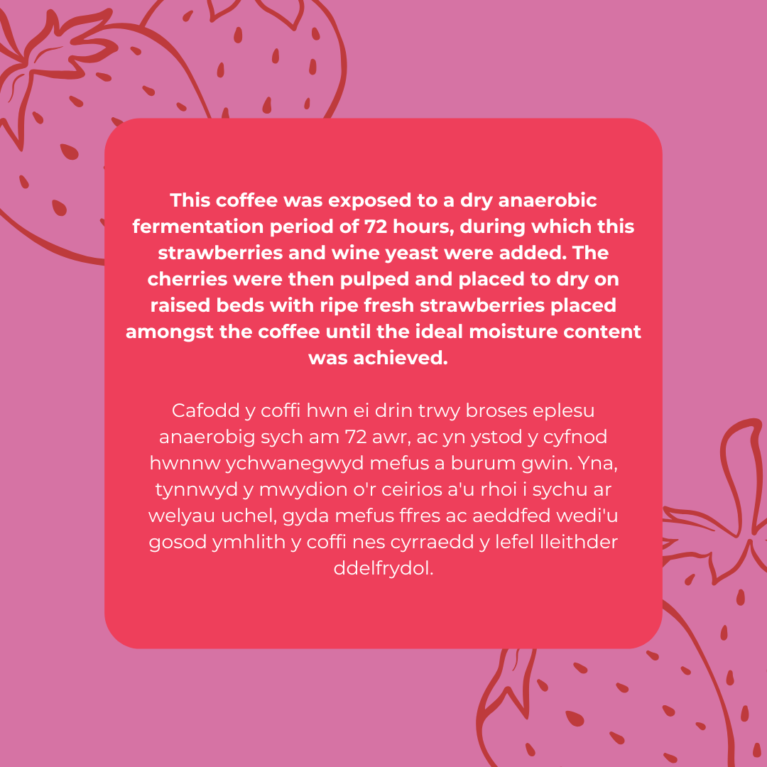Strawberry Co-Ferment - Jairo Arcilla