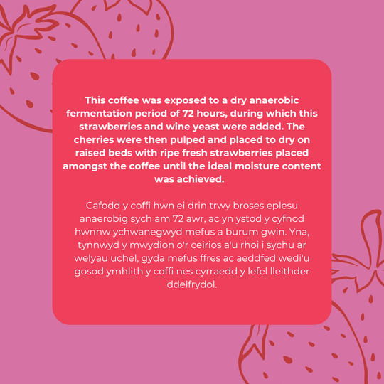 Strawberry Co-Ferment - Jairo Arcilla