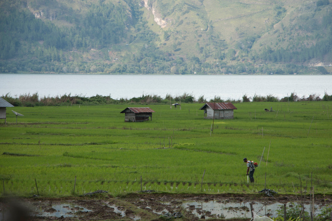 Sumatra - Gayo Highlands