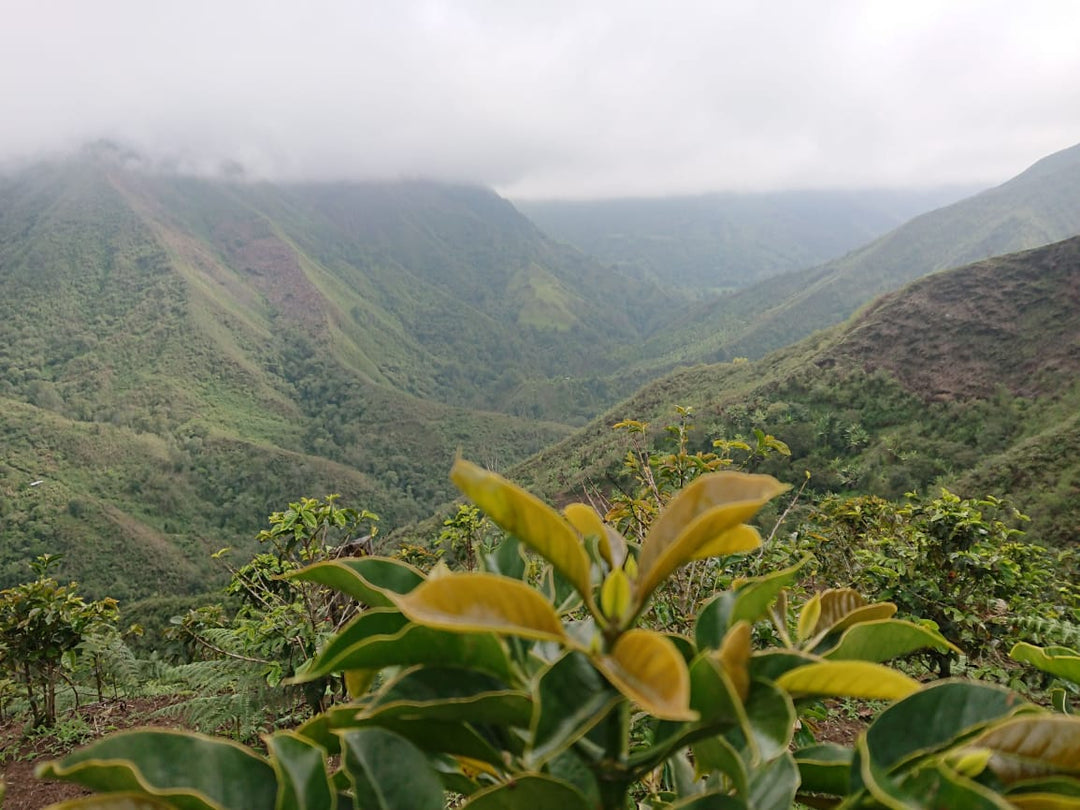 Colombia Suukala - Asorcafe