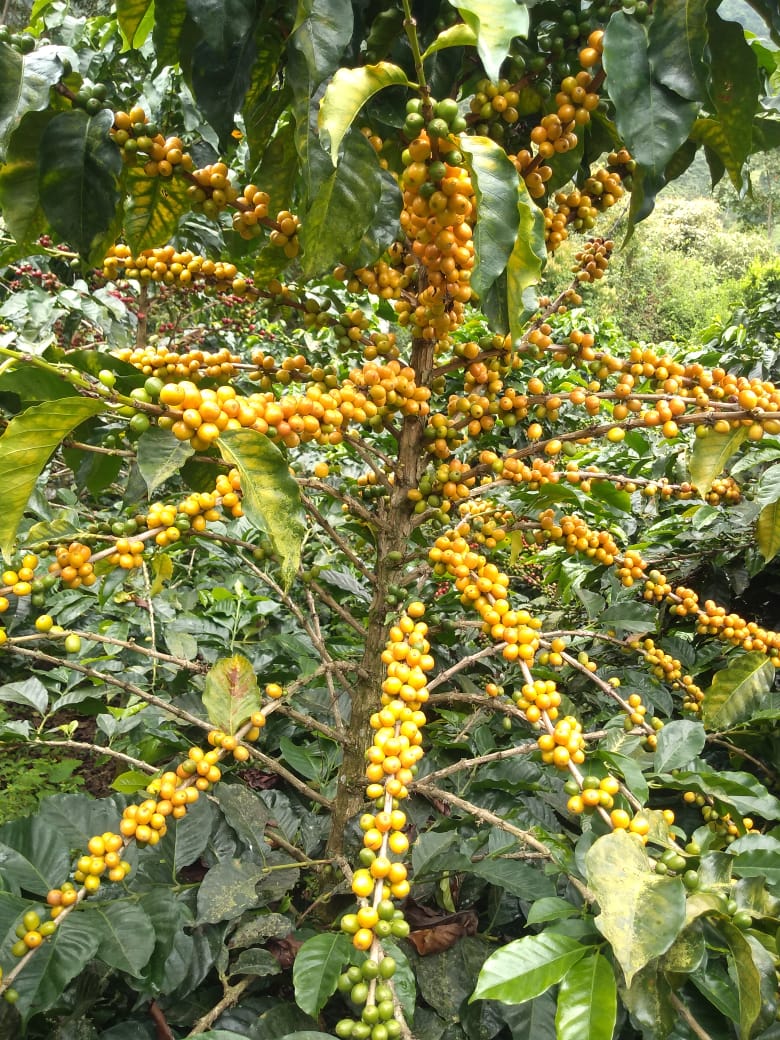 Colombia Suukala - Asorcafe
