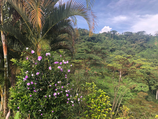 Colombia - Magdalena
